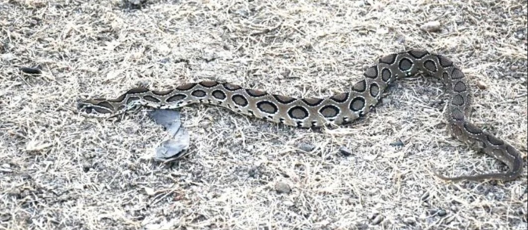 Snake Image 3